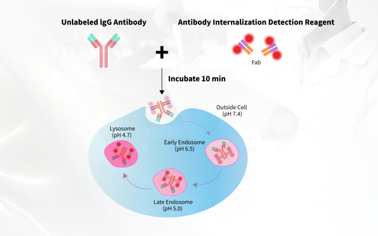 Reliable Antibody Internalization Assessment: Approaches and Considerations for Antibody Discovery and ADC Research